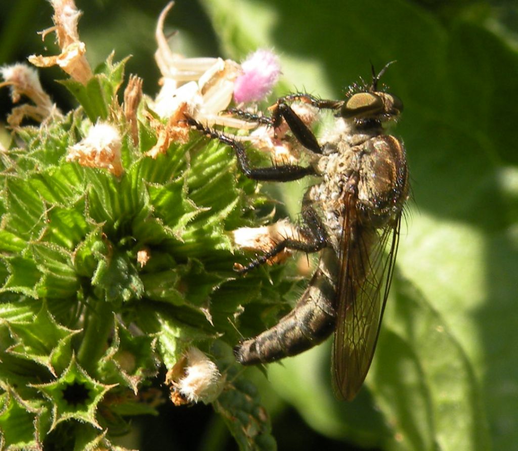 Asilidae greci